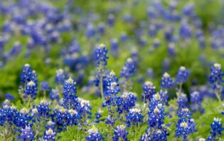 TEXAS